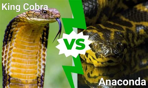 king cobra  anaconda   win   fight   animals