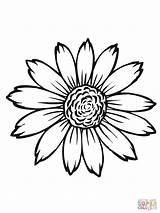 Sunflower Sunflowers Drawing Coloring Pages Simple Flower Template Printable Head Color Van Sketch Gogh Para Girasoles Dibujo Drawings Flowers Sheets sketch template