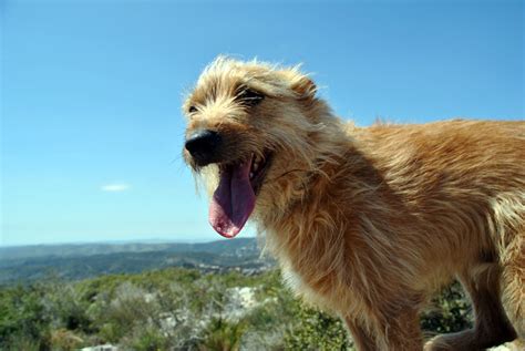 dog panting   hill image  stock photo public domain photo