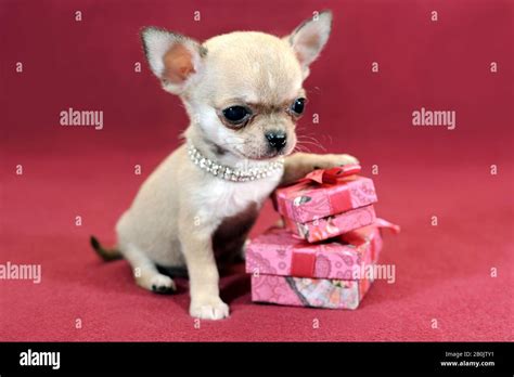 mini chihuahua puppy  gift boxes stock photo alamy
