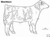 Cattle Angus Breed Livestock Shorthorn Hereford Cows sketch template