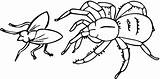 Spinne Insectos Web Spiders Anansi Fliege Jagt Popular Aranhas Coloringhome Ragno Kategorien sketch template