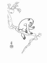 Macaque Coloring Rhesus Drawings Designlooter 480px 63kb sketch template