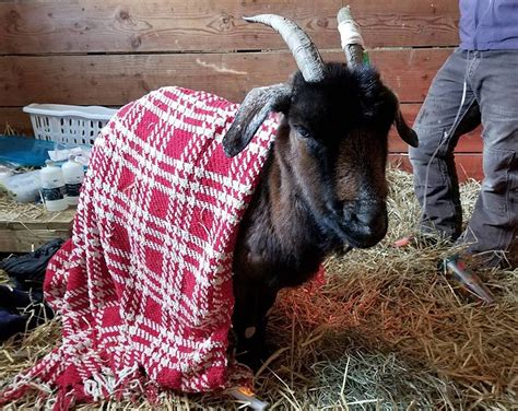 Goat Wandering Nj Almost Dies In Freezing Cold — Finds Warm Home
