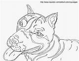 Coloring Pitbull Pages Bull Printable Realistic Ferdinand Popular Pit Getdrawings Coloringhome Library Clipart Getcolorings Color Line sketch template