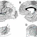 Brodmann Cortex Cortical Definitive Neurology Cerebral sketch template