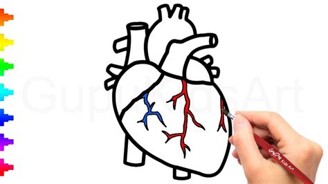 human heart drawing    clipartmag
