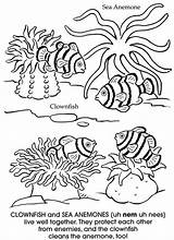 Dover Clownfish Doverpublications Anemone Whith Fishes sketch template