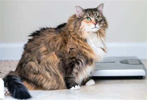 lumpy bumpy clumpy coats catwatch newsletter