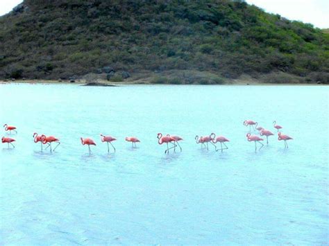 flamingos  curacao getaways flamingo travel flamingo bird viajes flamingos destinations
