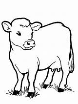 Pages Coloring Cows Print Animal Animals Color Kids Coloringtop sketch template