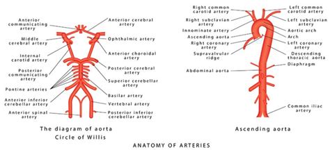 arteria basilaris aufbau funktion krankheiten medlexide
