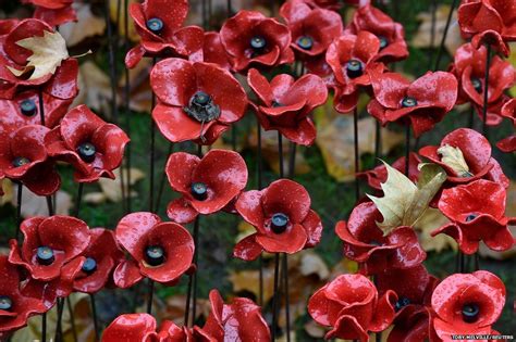 In Pictures The Poppies At The Tower Of London Bbc News