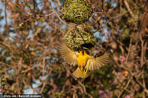 love nest weaver birds create elaborate nests to attract the opposite sex