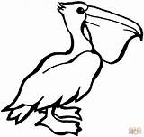 Coloring Pelican Pages Silhouettes Drawing sketch template