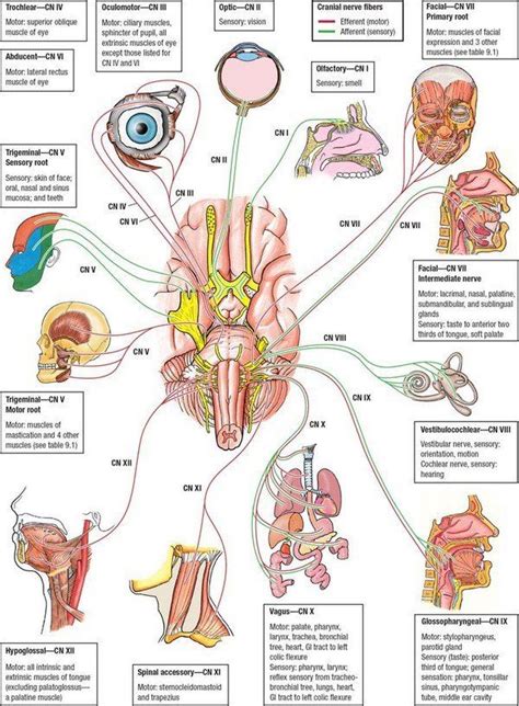 cranial nerves basic function school medical coding anatomy