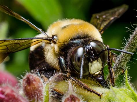 simon macrophotography  male eastern carpenter bee