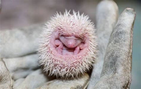 care   newborn baby hedgehog