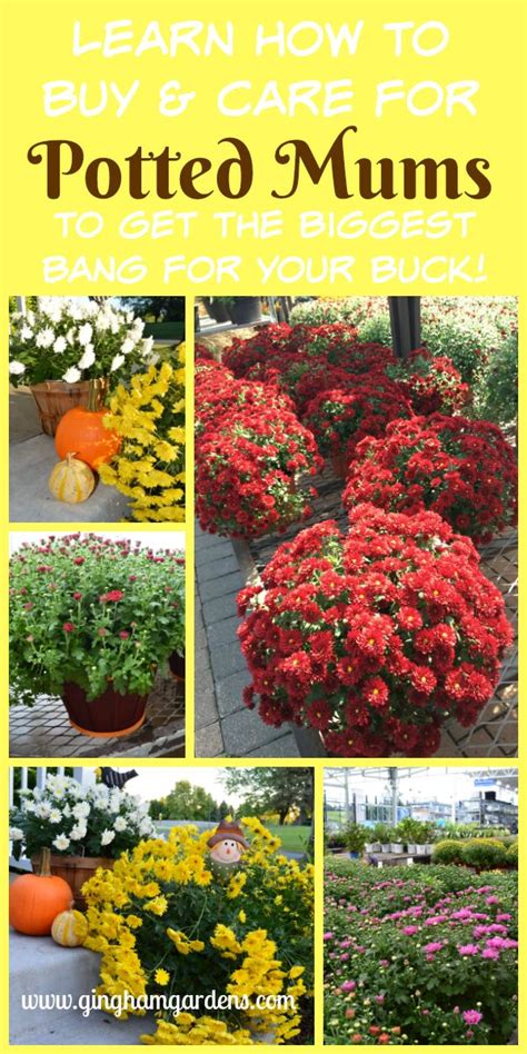 tips  keeping potted mums  great potted mums garden mum