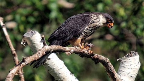 nagaland govt  develop doyang lake  bird watchers including amur falcons