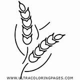 Wheat Coloring Getcolorings Printable sketch template