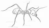 Ameise Ant Formiche Formica Ants Ameisen Disegnare Jak sketch template