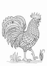 Coloring Cock Rooster Illustration sketch template