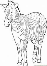 Zebra Coloring Plains Pages Coloringpages101 Mammals sketch template