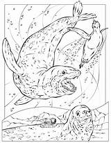 Leopard Seal Coloring Designlooter Thumb sketch template