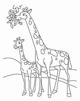 Giraffe Baby Coloring Coloringpagebook Advertisement Printable Mother sketch template