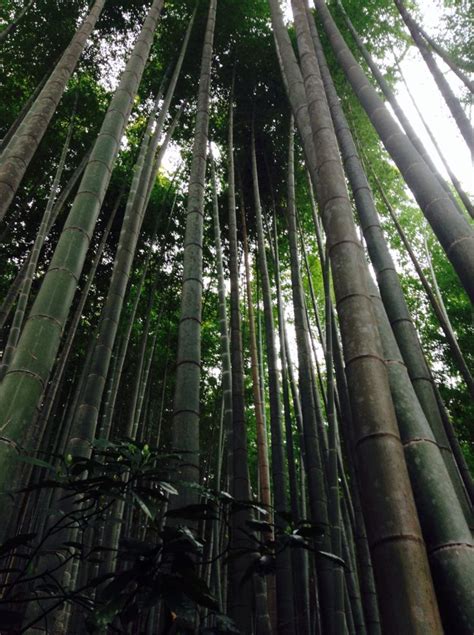 bamboo  japan scenery japan photo photo