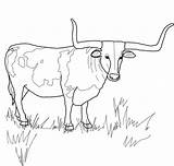 Longhorn Texas Stier Cow Steer Ferdinand Boi Cattle Horn Tiere Supercoloring Ochse Hereford Horned Kategorien Printmania sketch template