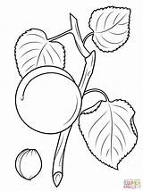 Apricot Coloring Pages Seed Branch Blossom Drawing Printable Leaves sketch template