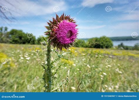 steppe flower blooming   meadow  thorny prickly stock image image  grass