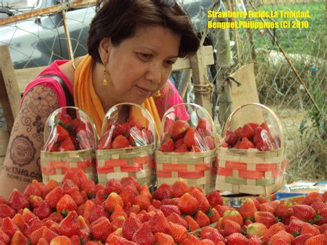 All About La Trinidad Benguet Philippines Strawberry Fields In Ltb