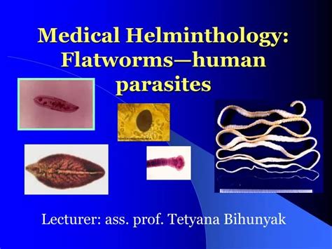 Ppt Medical Helminthology Flatworms—human Parasites Powerpoint