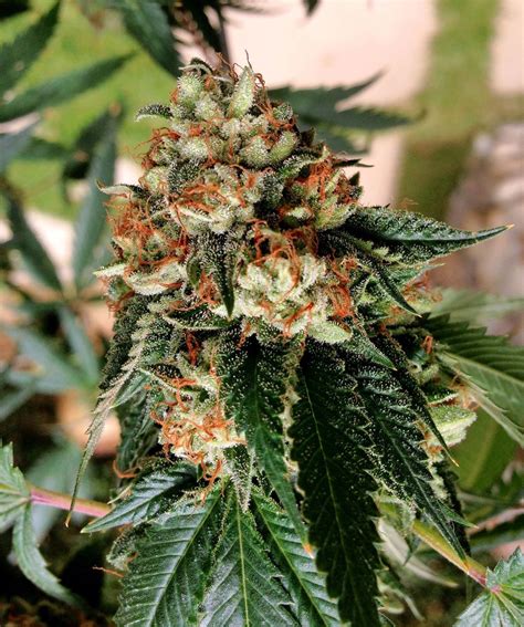 cannabis light schedules vegetative vs flowering stage grow weed easy