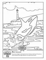 Orca Whale Getcolorings Killer Beluga Kleurplaten Designlooter Tycoon Omalovanky sketch template