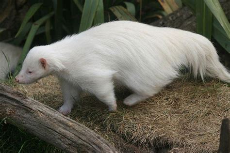 pin  animales albinos