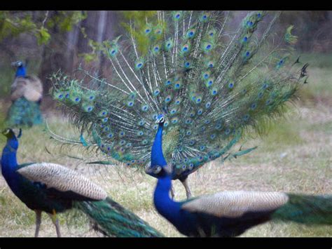 brahmachari peacock remark how peacocks have sex is most searched hot