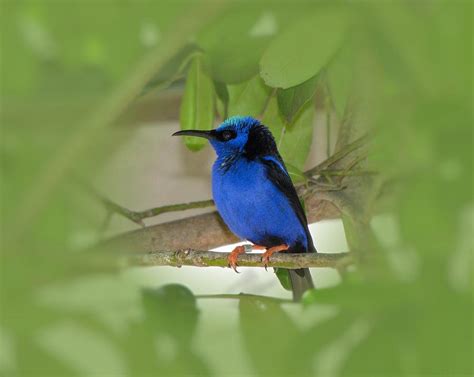 Little Bird Blue Photograph By Mtbobbins Photography