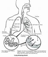 Respiratory System Coloring Pages Color Getcolorings sketch template