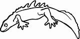 Salamander Coloring Pages Drawing Template sketch template