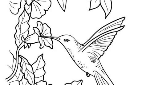 hummingbird coloring pages