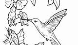 Coloring Hummingbird Pages sketch template