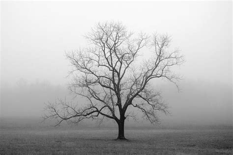 black  white photography trees tree tree photography