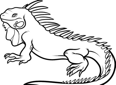printable iguana coloring pages  kids