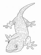 Coloring Pages Reptile Getdrawings sketch template