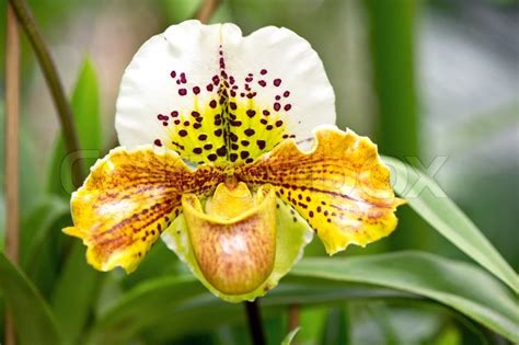 Exotic Yellow Orchid Flower With Tropical Plants Stock