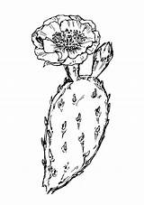 Opuntia Cactus Prickly Pear Euphorbia Drawing Flower Clipart Humifusa Coloring Eastern Plant Cacti Outline Go Drawings Line Diagram Succulent Search sketch template